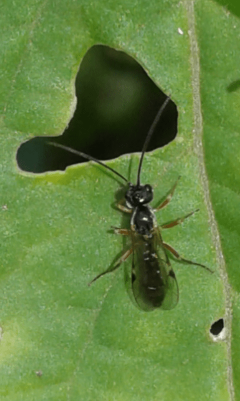 Ichneumonidae : Orthopelma sp. o qualche genere simile?